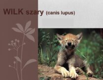 slajd tytułowy prezentacji o wilkach; na zdjęciu wilk szary (canis lupus)