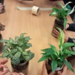 rośliny doniczkowe na stoliku w bibliotece