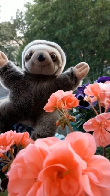 biblioteczna pacynka Lu wśród kwiatów na balkonie