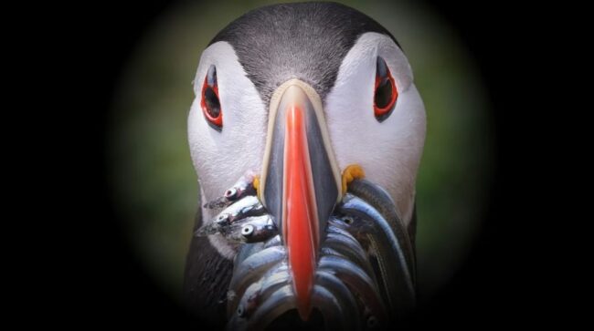 maskonur trzyma w dziobie kilka ryb