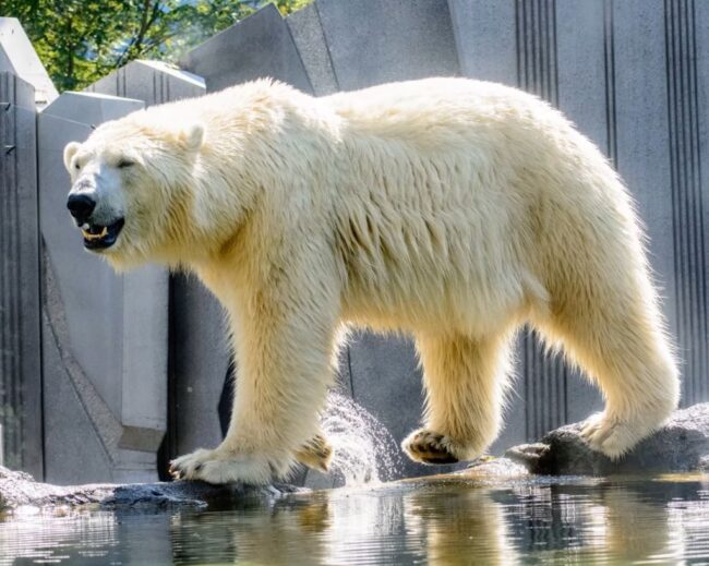 niedźwiedź polarny