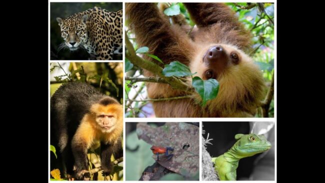 zwierzęta w Kostaryce - leniwiec, jaguar, małpa, żaba nadrzewna, jaszczurka bazyliszek
