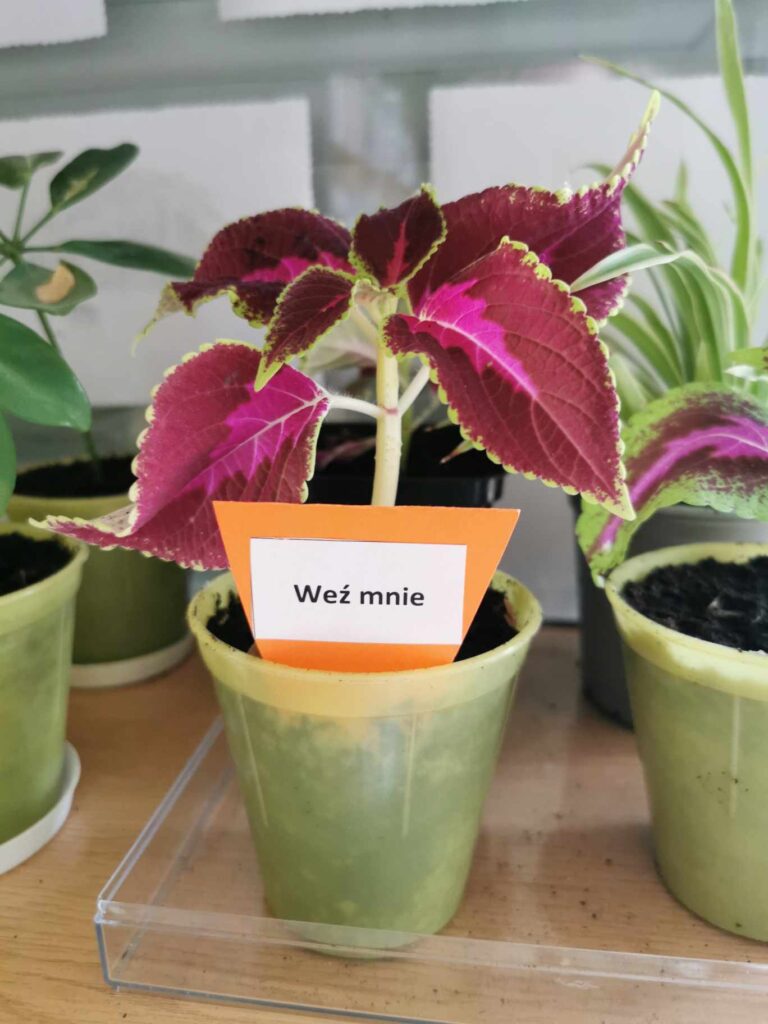 kwiat doniczkowy w bibliotece