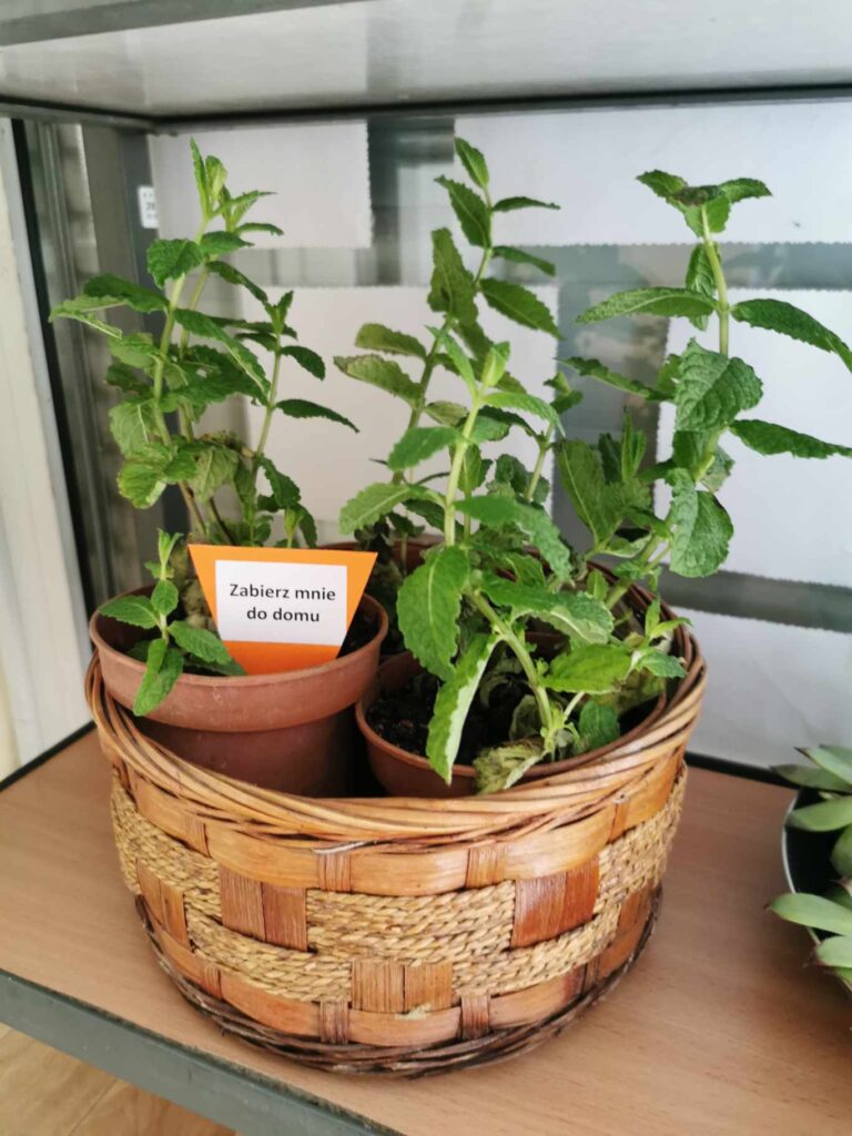 kwiat doniczkowy w bibliotece