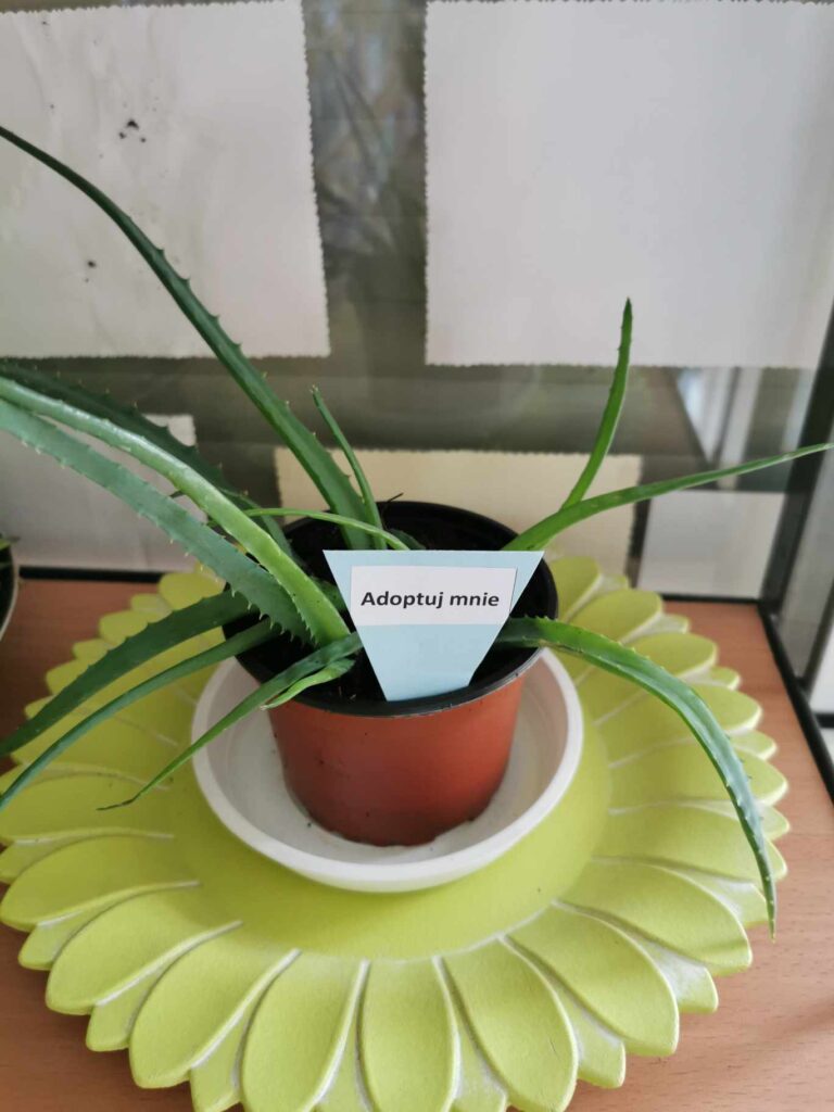 kwiat doniczkowy w bibliotece