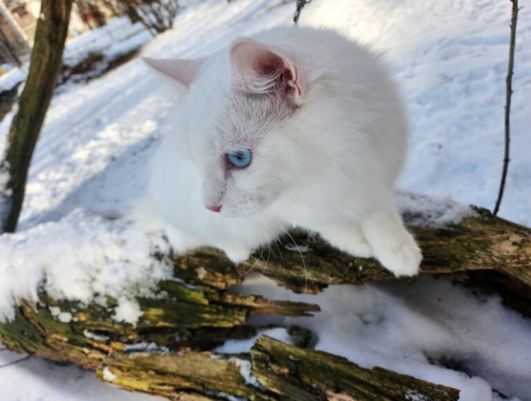 zdjęcie kota nadesłane przez czytelnika