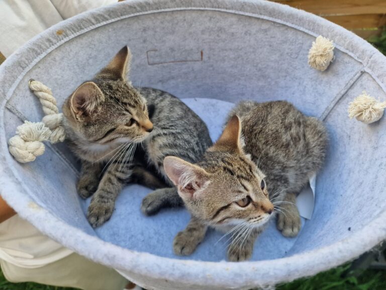 zdjęcie nadesłane przez Czytelnika w ramach akcji Światowy Dzień Kota w Bibliotece nr 65