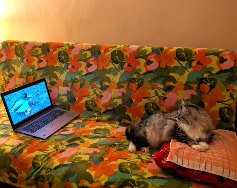 zdjęcie nadesłane przez Czytelnika w ramach akcji Światowy Dzień Kota w Bibliotece nr 65