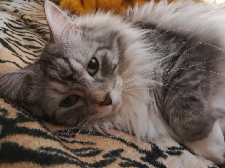 zdjęcie nadesłane przez Czytelnika w ramach akcji Światowy Dzień Kota w Bibliotece nr 65