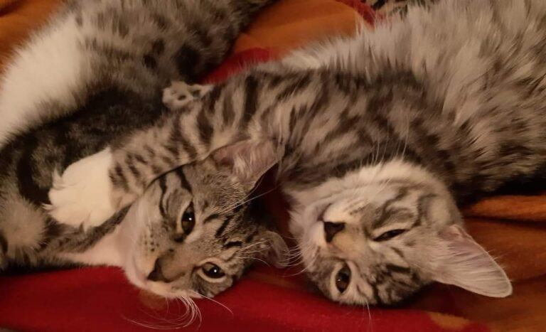 zdjęcie nadesłane przez Czytelnika w ramach akcji Światowy Dzień Kota w Bibliotece nr 65