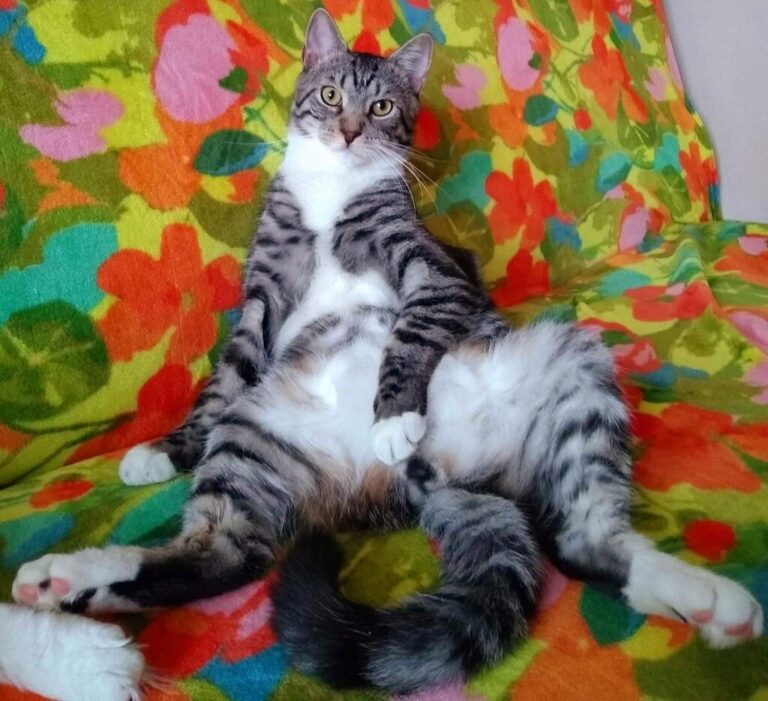 zdjęcie nadesłane przez Czytelnika w ramach akcji Światowy Dzień Kota w Bibliotece nr 65