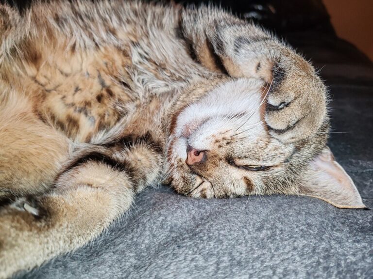 zdjęcie nadesłane przez Czytelnika w ramach akcji Światowy Dzień Kota w Bibliotece nr 65