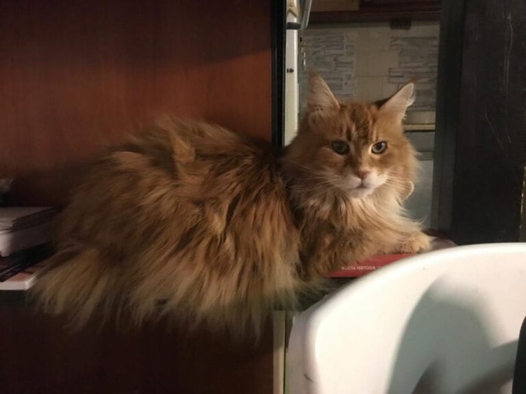 zdjęcie nadesłane przez Czytelnika w ramach akcji Światowy Dzień Kota w Bibliotece nr 65