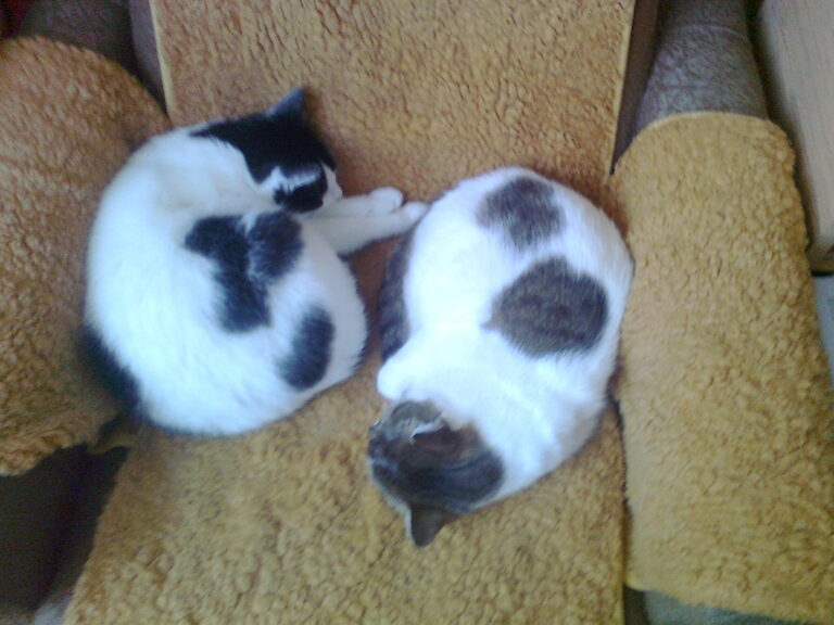 zdjęcie nadesłane przez Czytelnika w ramach akcji Światowy Dzień Kota w Bibliotece nr 65