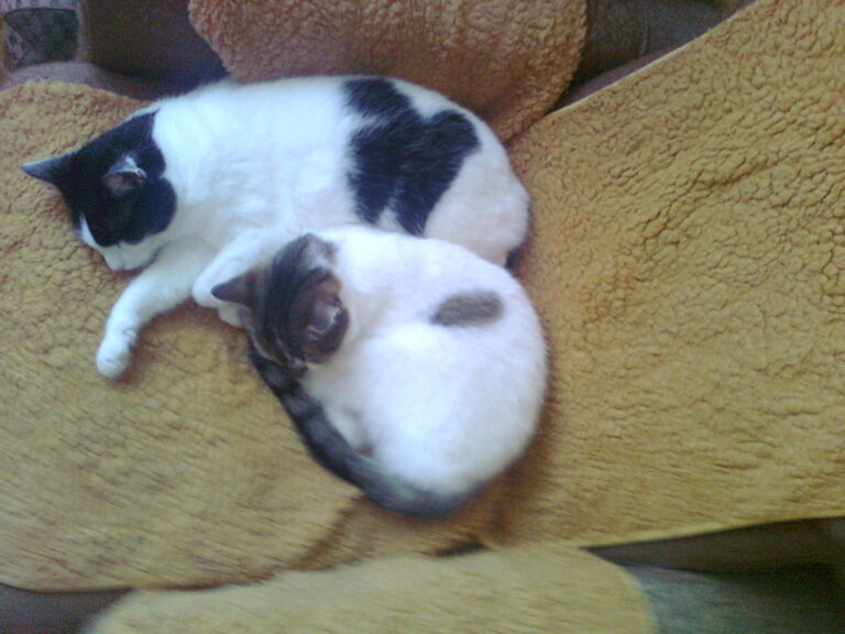 zdjęcie nadesłane przez Czytelnika w ramach akcji Światowy Dzień Kota w Bibliotece nr 65