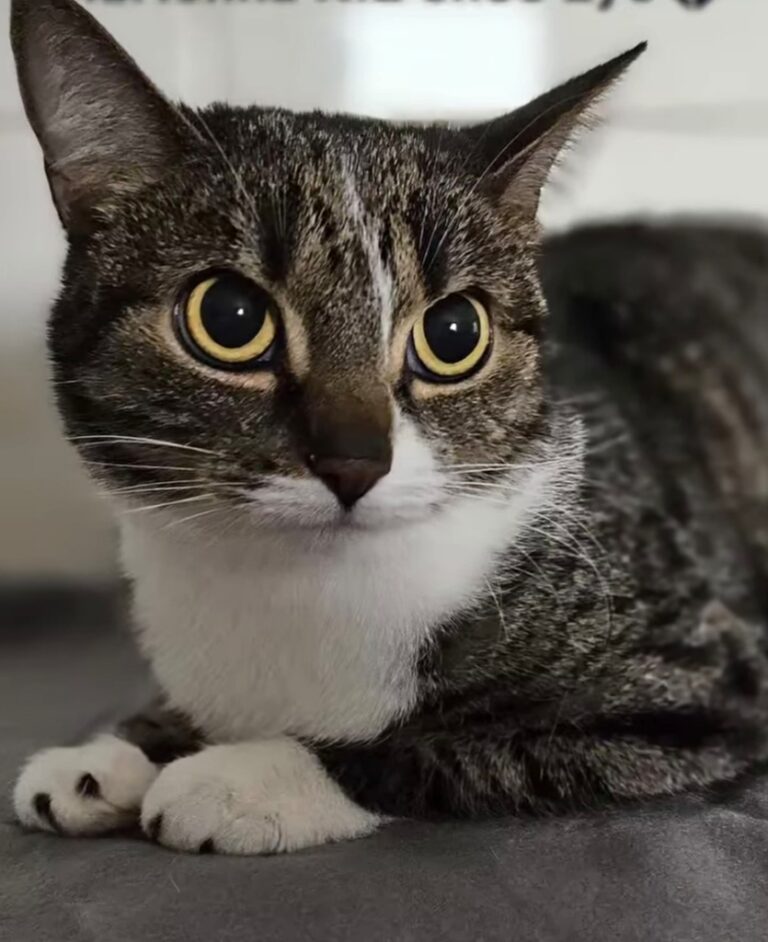 zdjęcie nadesłane przez Czytelnika w ramach akcji Światowy Dzień Kota w Bibliotece nr 65