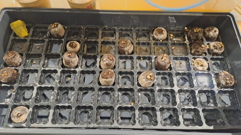 warsztaty dotyczące hydroponiki