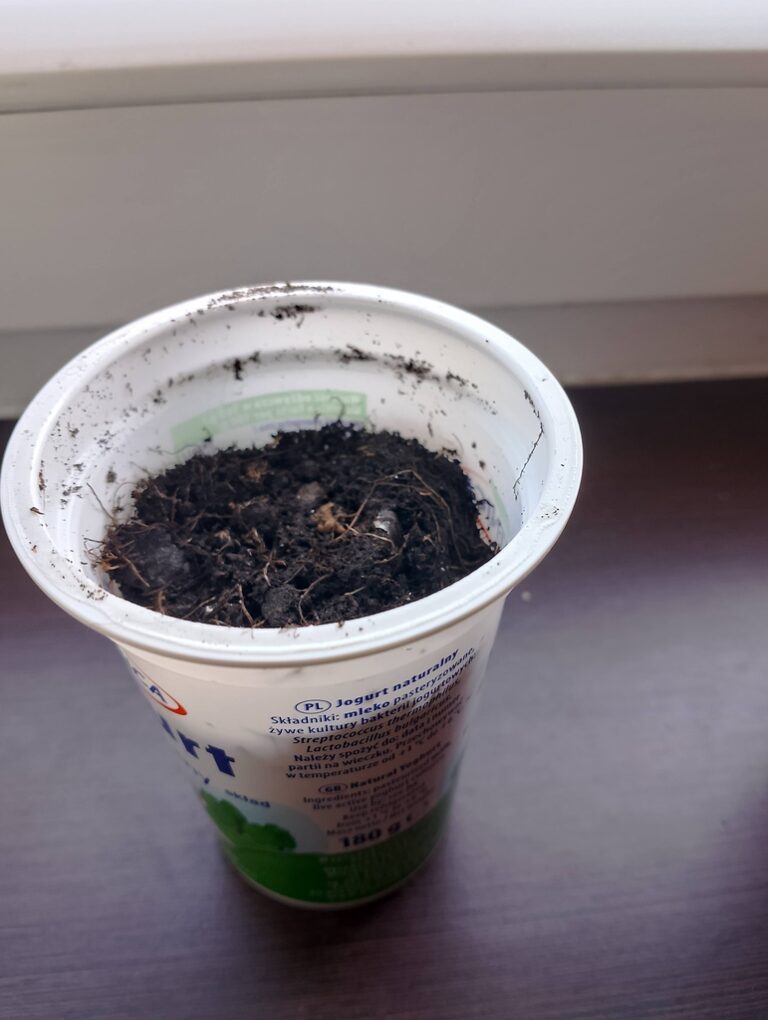 warsztaty dotyczące hydroponiki