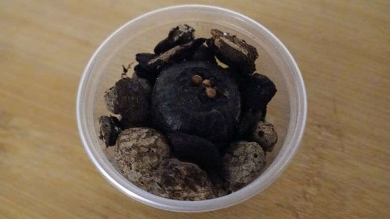 warsztaty dotyczące hydroponiki