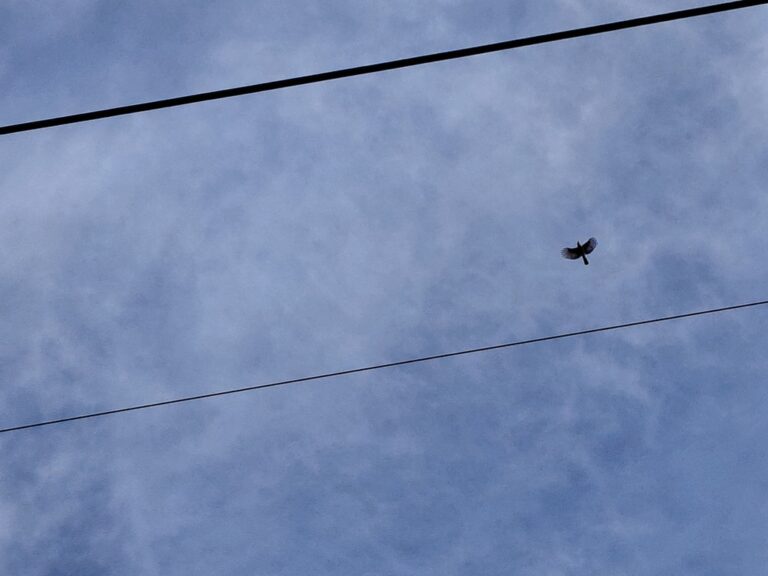 spacer po lesie bródnowskim w ramach projektu ratownicy ziemi