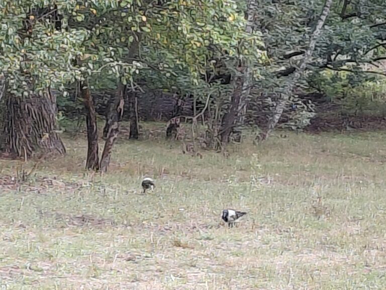 spacer po lesie bródnowskim w ramach projektu ratownicy ziemi