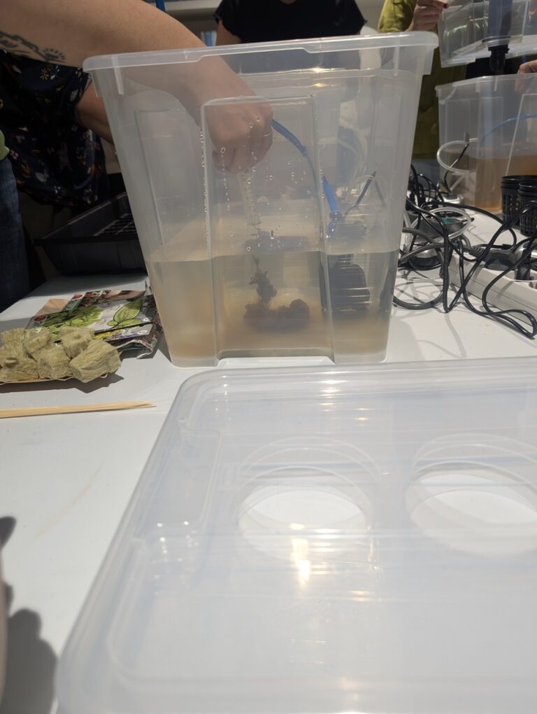 warsztaty – hydroponika