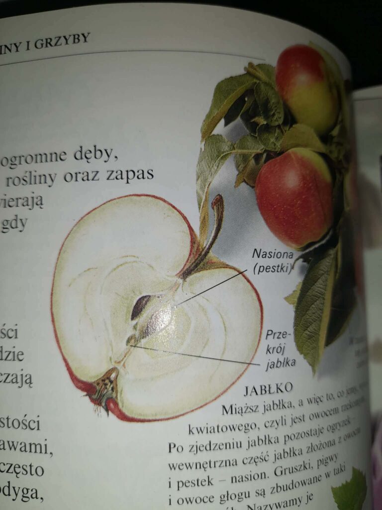 jabłko lekcja
